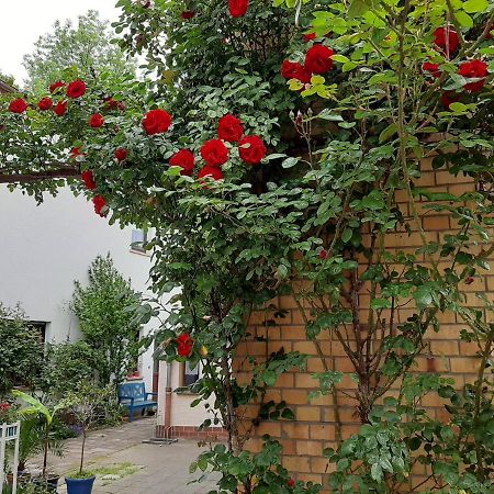 Fewo Rosenbluete Am Stadtpark Wittenberg Buitenkant foto