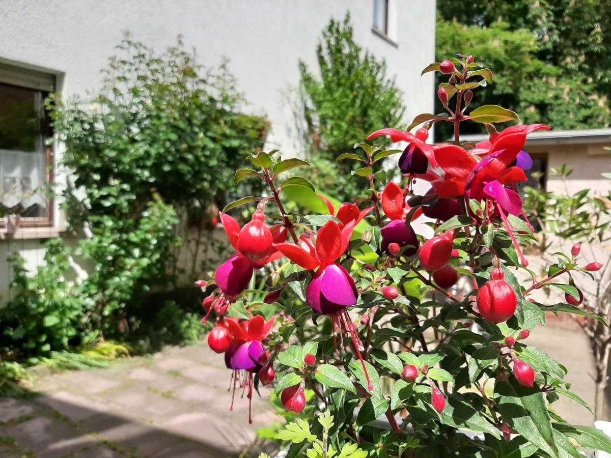 Fewo Rosenbluete Am Stadtpark Wittenberg Buitenkant foto